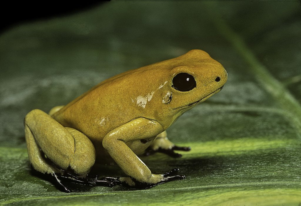Detail of Phyllobates terribilis (golden poison frog) by Anonymous