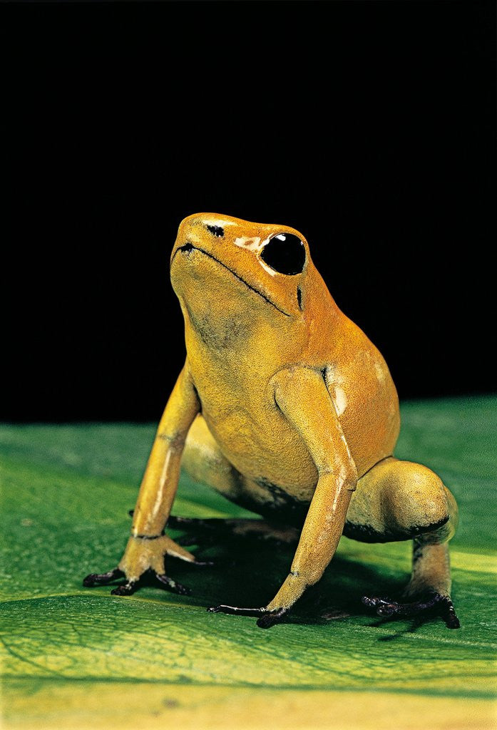 Detail of Phyllobates terribilis (golden poison frog) by Anonymous