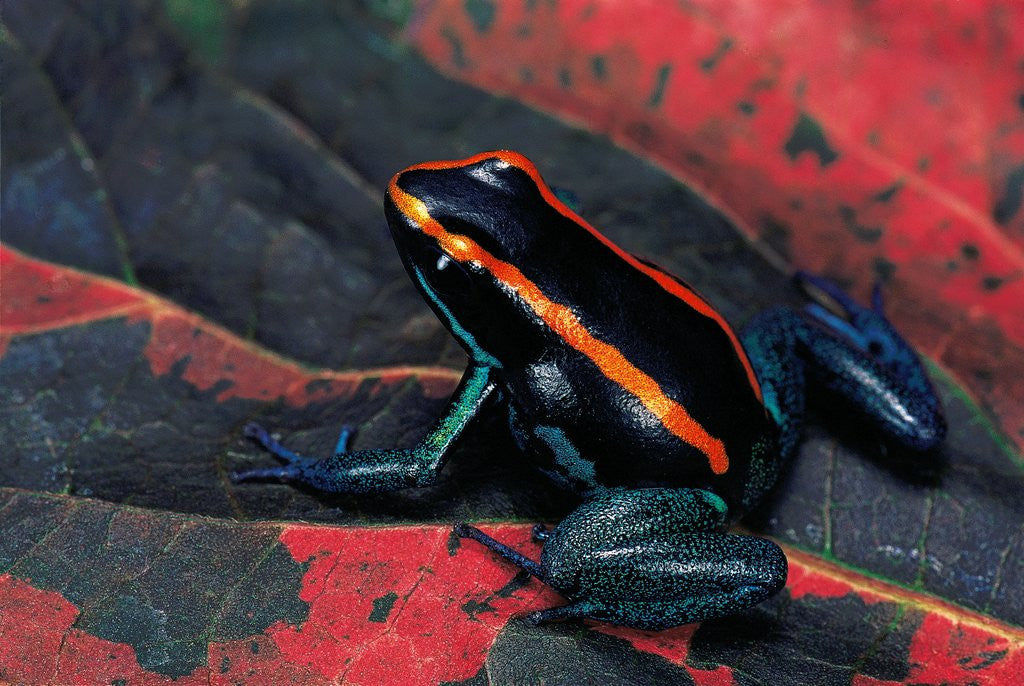 Detail of Phyllobates vittatus (Golfodulcean poison frog) by Anonymous