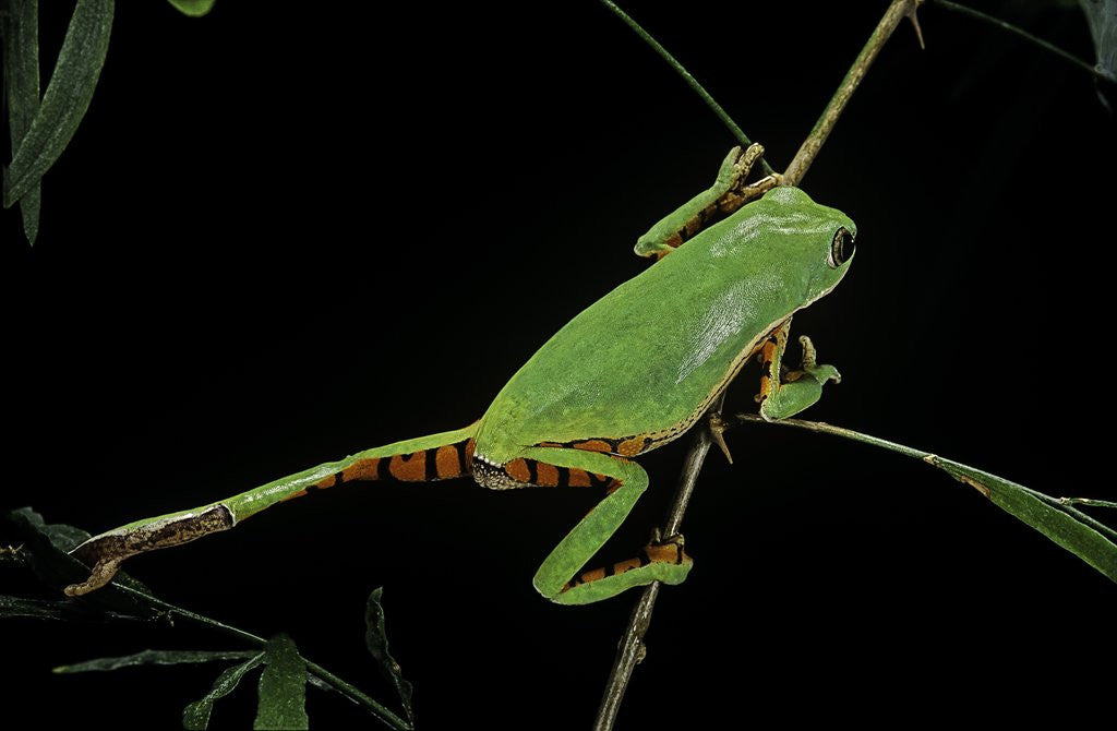 Detail of Phyllomedusa hypochondrialis azurea (northern orange-legged leaf frog) by Anonymous