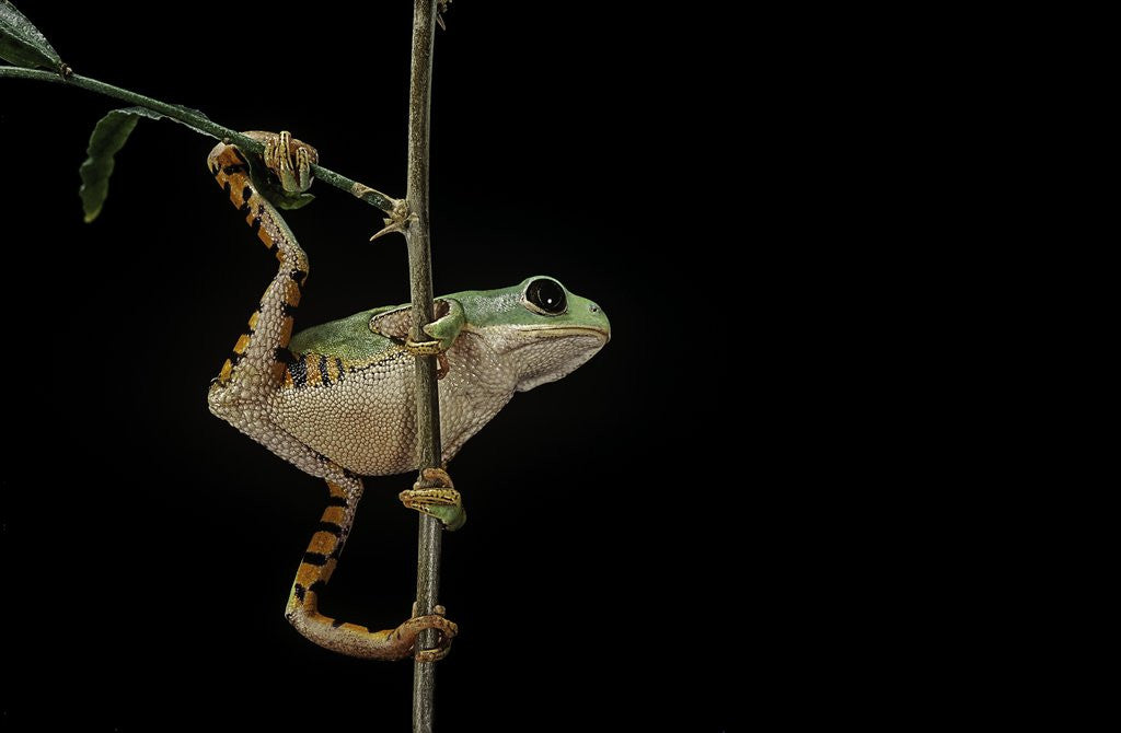 Detail of Phyllomedusa hypochondrialis azurea (northern orange-legged leaf frog) by Anonymous