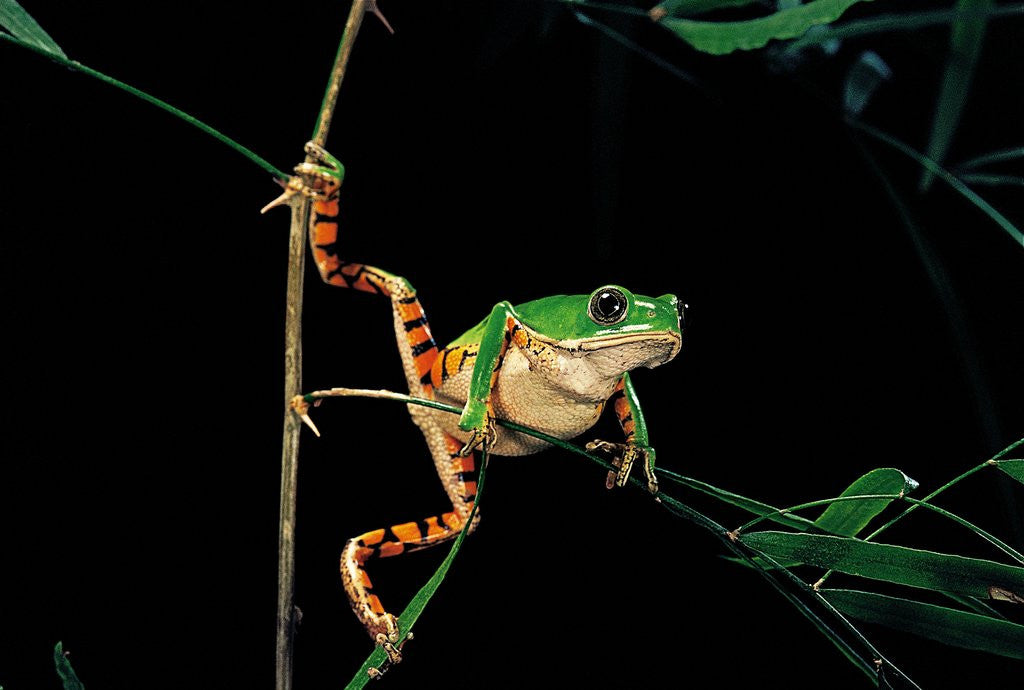 Detail of Phyllomedusa hypochondrialis azurea (northern orange-legged leaf frog) by Anonymous