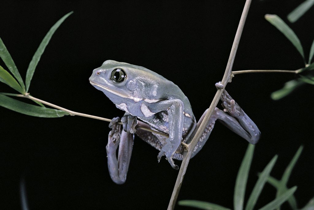 Detail of Phyllomedusa sauvagii (waxy monkey leaf frog) by Anonymous
