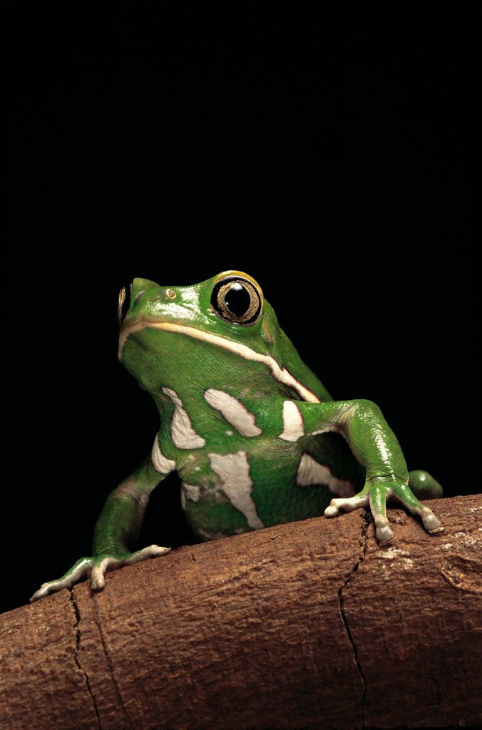 Detail of Phyllomedusa sauvagii (waxy monkey leaf frog) by Anonymous