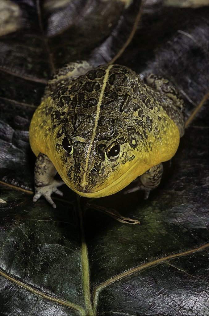 Detail of Pyxicephalus edulis (edible bullfrog) by Anonymous