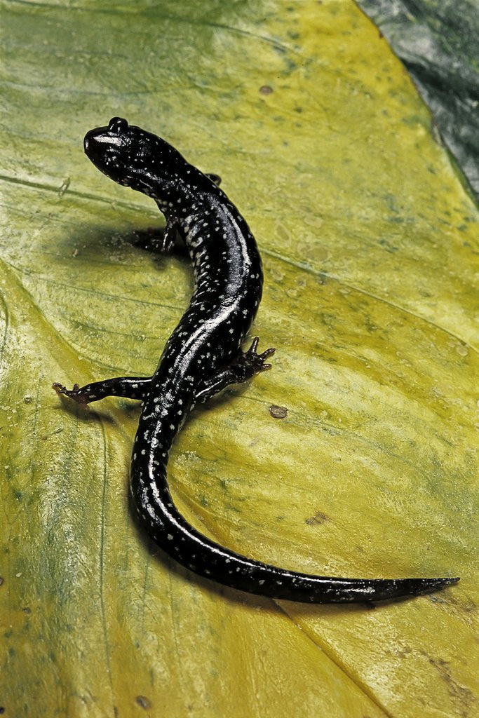 Detail of Plethodon glutinosus (northern slimy salamander) by Anonymous