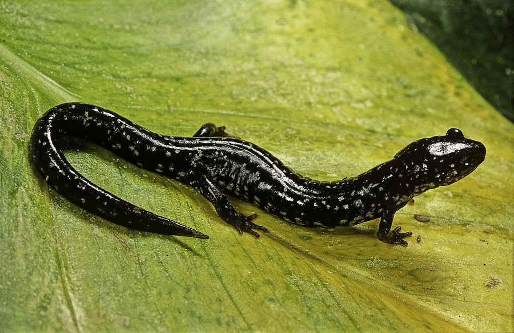 Detail of Plethodon glutinosus (northern slimy salamander) by Anonymous