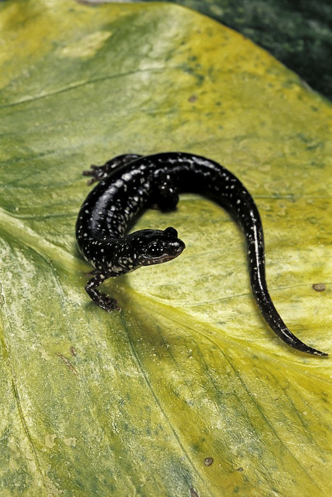 Detail of Plethodon glutinosus (northern slimy salamander) by Anonymous