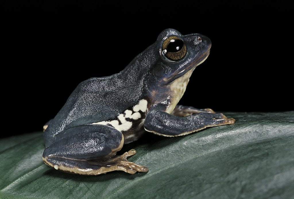 Detail of Rhacophorus dennysi (chinese gliding frog) by Anonymous