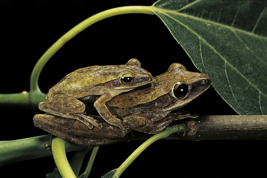 Detail of Polypedates leucomystax (common tree frog, golden gliding frog) - mating by Anonymous