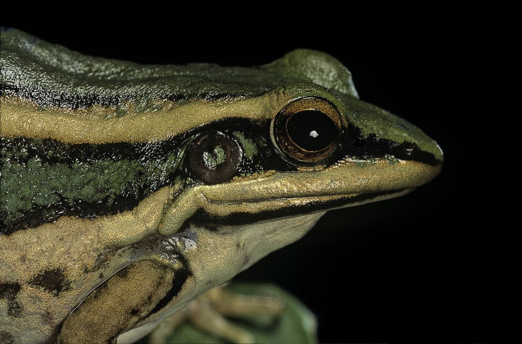 Detail of Hylarana erythraea (common green frog, leaf frog) by Anonymous
