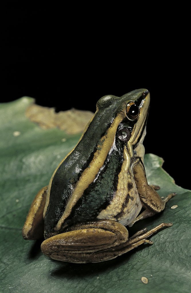 Detail of Hylarana erythraea (common green frog, leaf frog) by Anonymous