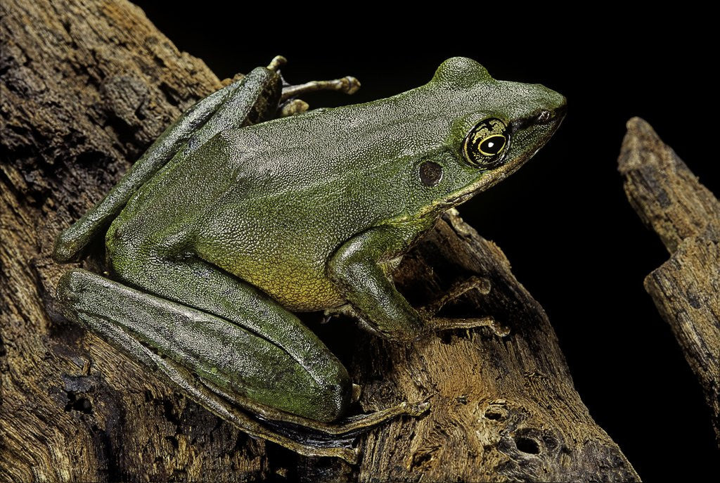 Detail of Odorrana hosii (poisonous rock frog) by Anonymous