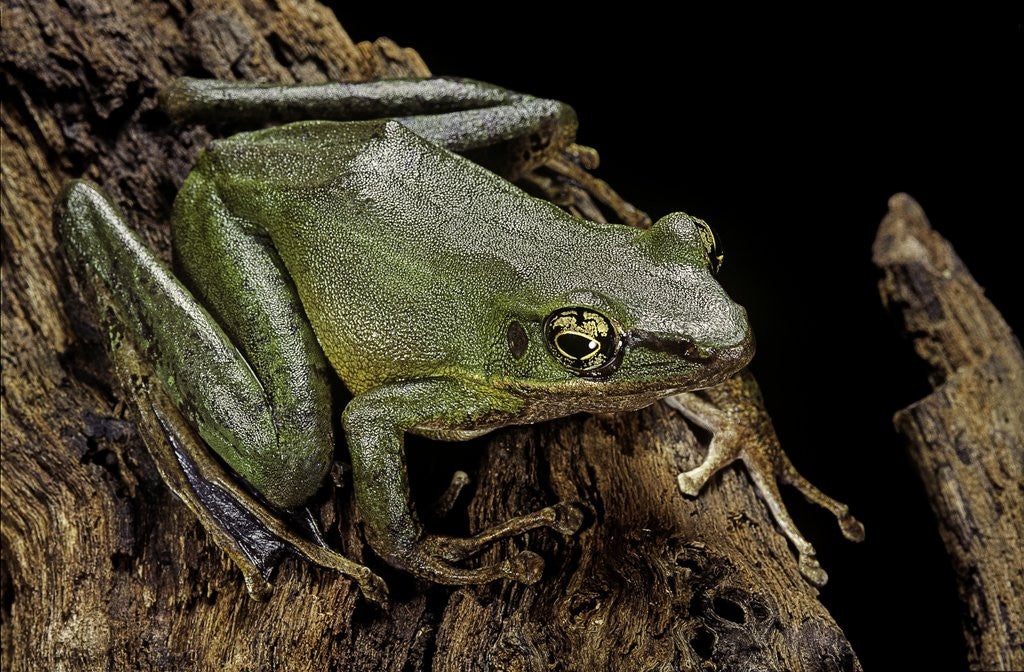 Detail of Odorrana hosii (poisonous rock frog) by Anonymous