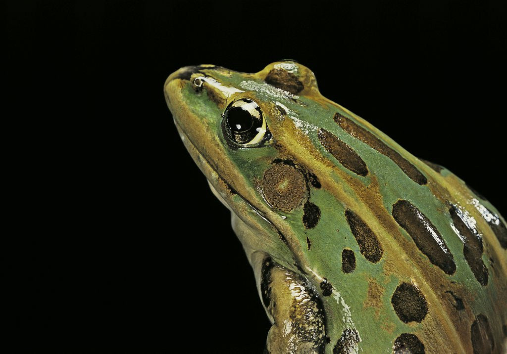 Detail of Lithobates pipiens (northern leopard frog) by Anonymous