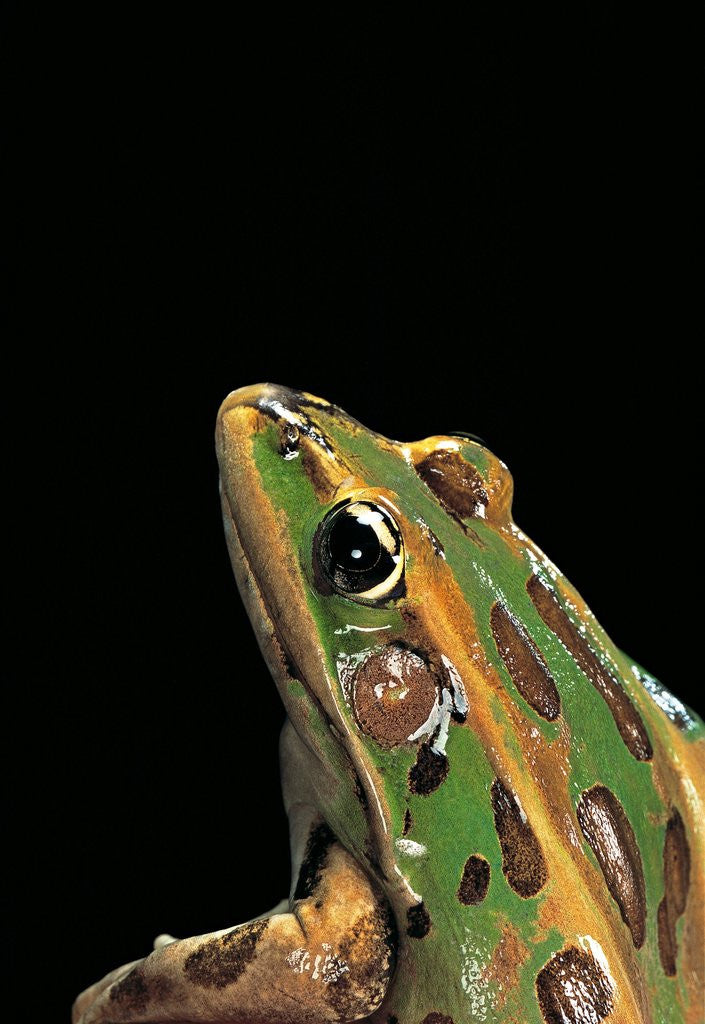 Detail of Lithobates pipiens (northern leopard frog) by Anonymous