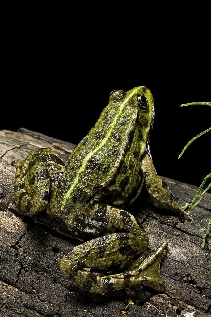 Detail of Pelophylax ridibundus (marsh frog, laughing frog) by Anonymous