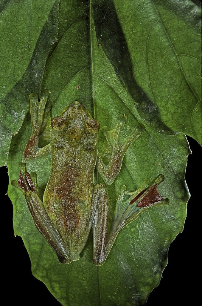 Detail of Rhacophorus prominanus (Malayan flying frog) by Anonymous