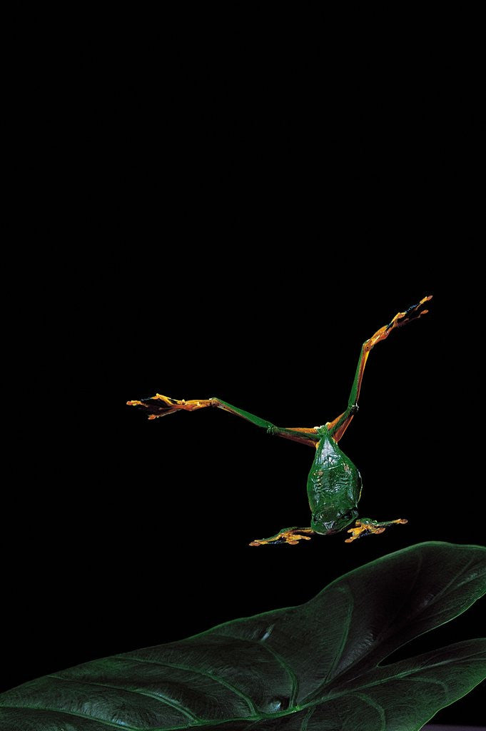 Detail of Rhacophorus reinwardtii (green flying frog) - flying by Anonymous