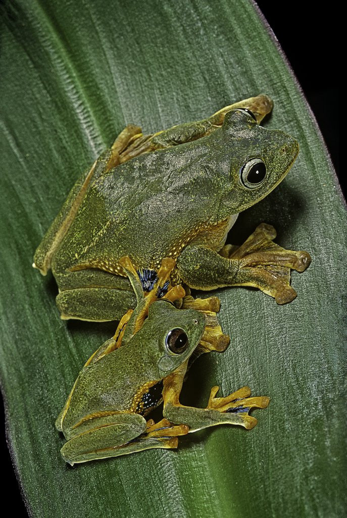 Detail of Rhacophorus reinwardtii (green flying frog) by Anonymous