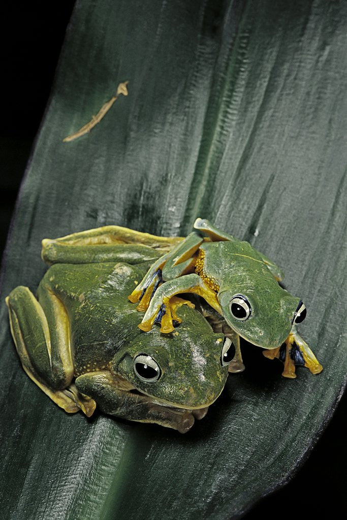 Detail of Rhacophorus reinwardtii (green flying frog) by Anonymous
