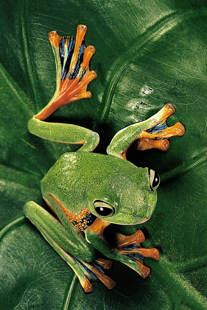 Detail of Rhacophorus reinwardtii (green flying frog) by Anonymous