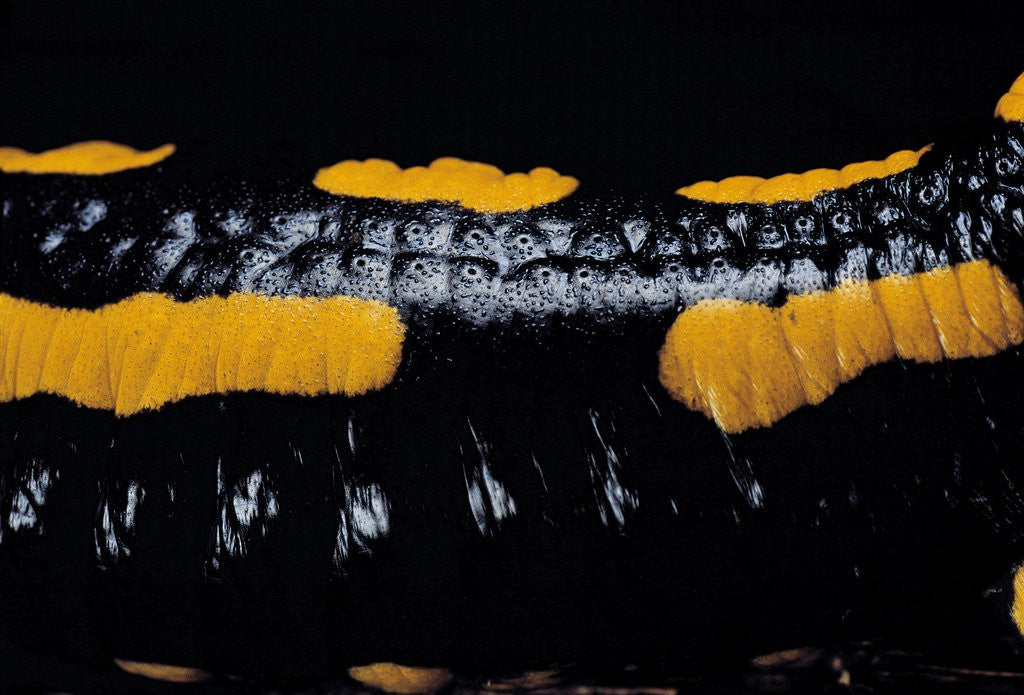 Detail of Salamandra salamandra terrestris (fire salamander) by Anonymous