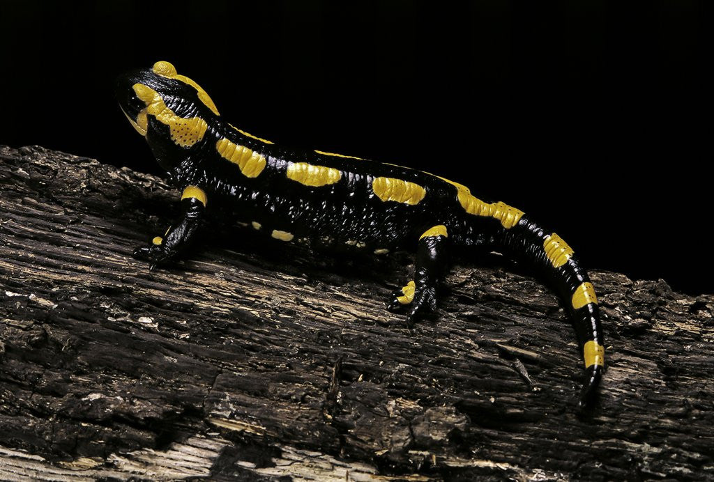 Detail of Salamandra salamandra terrestris (fire salamander) by Corbis