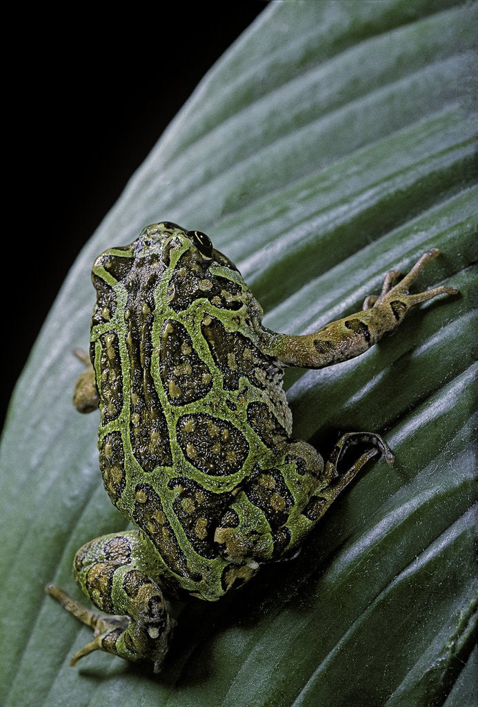 Detail of Scaphiophryne madagascariensis (Madagascar rain frog) by Anonymous