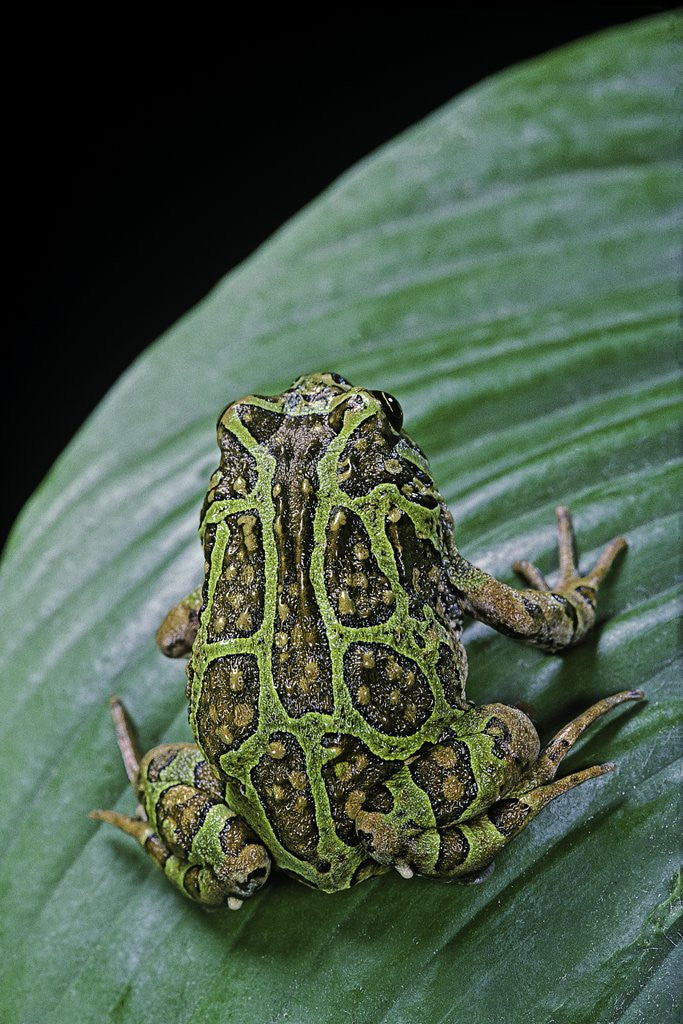 Detail of Scaphiophryne madagascariensis (Madagascar rain frog) by Anonymous