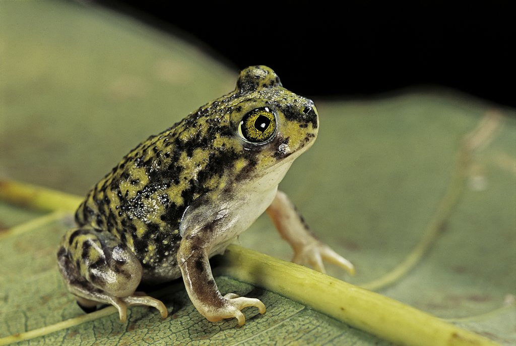 Detail of Scaphiopus couchii (Couch's spadefoot toad) by Anonymous