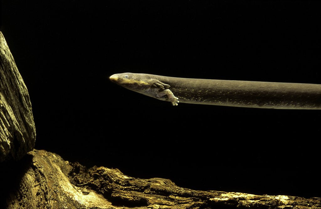 Detail of Siren intermedia (lesser siren) by Anonymous