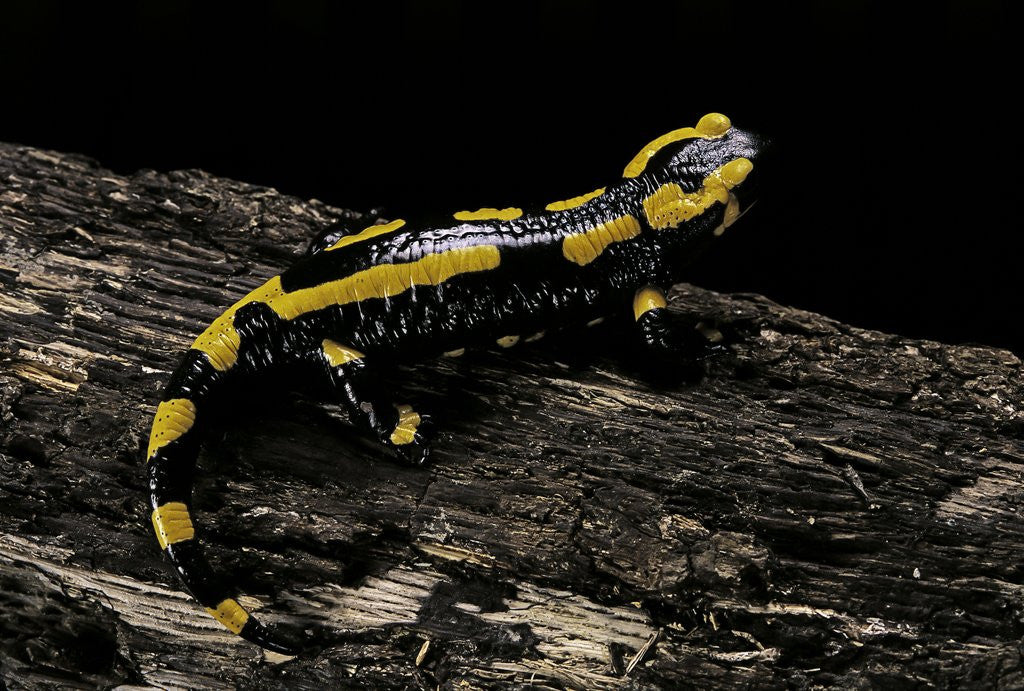 Detail of Salamandra salamandra terrestris (fire salamander) by Anonymous