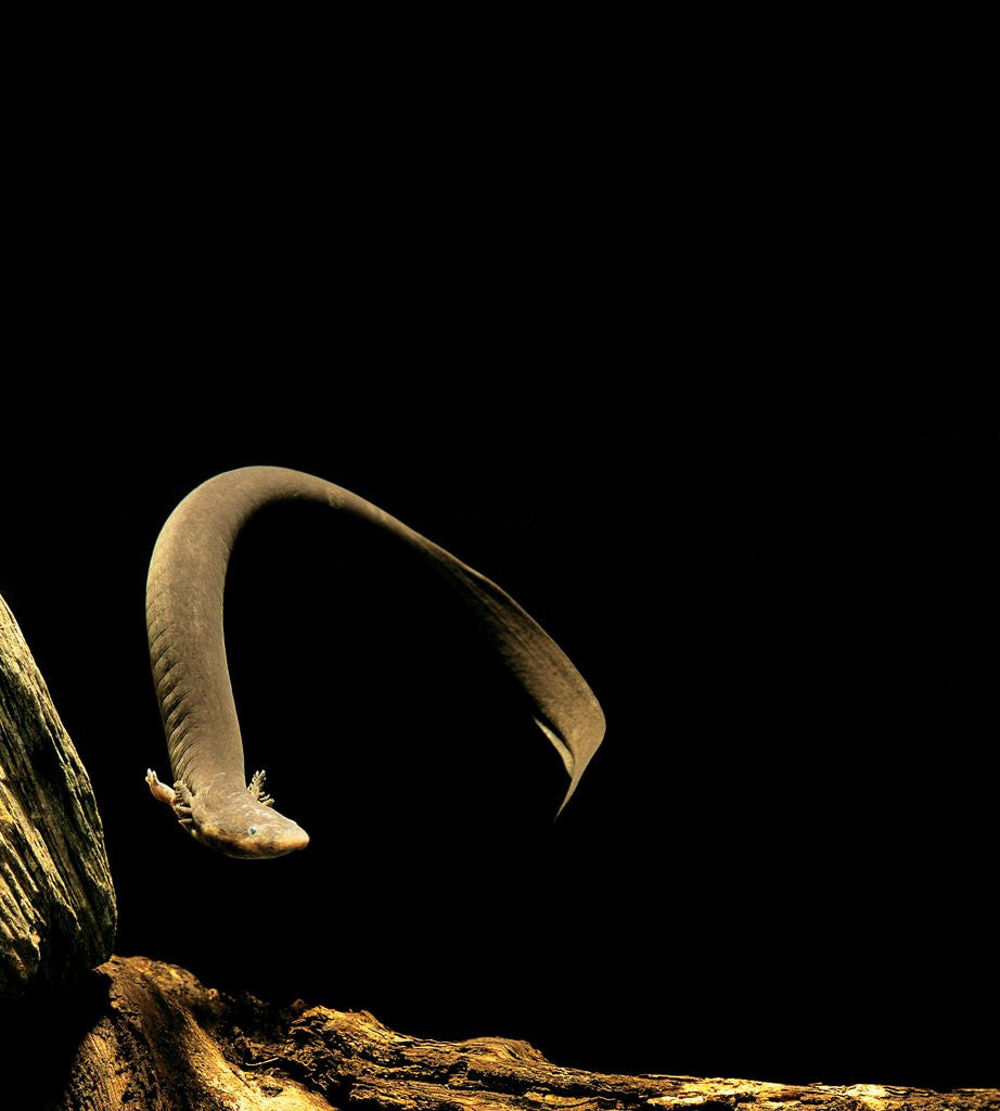 Detail of Siren intermedia (lesser siren) by Anonymous