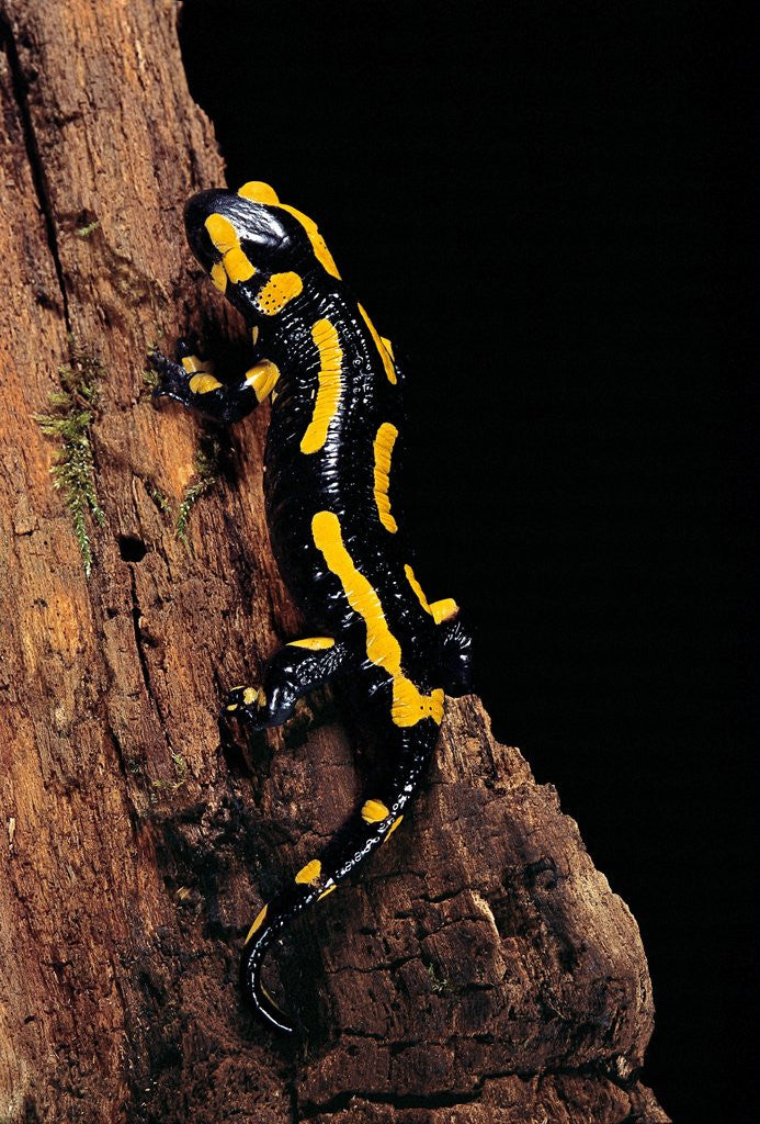 Detail of Salamandra salamandra terrestris (fire salamander) by Anonymous