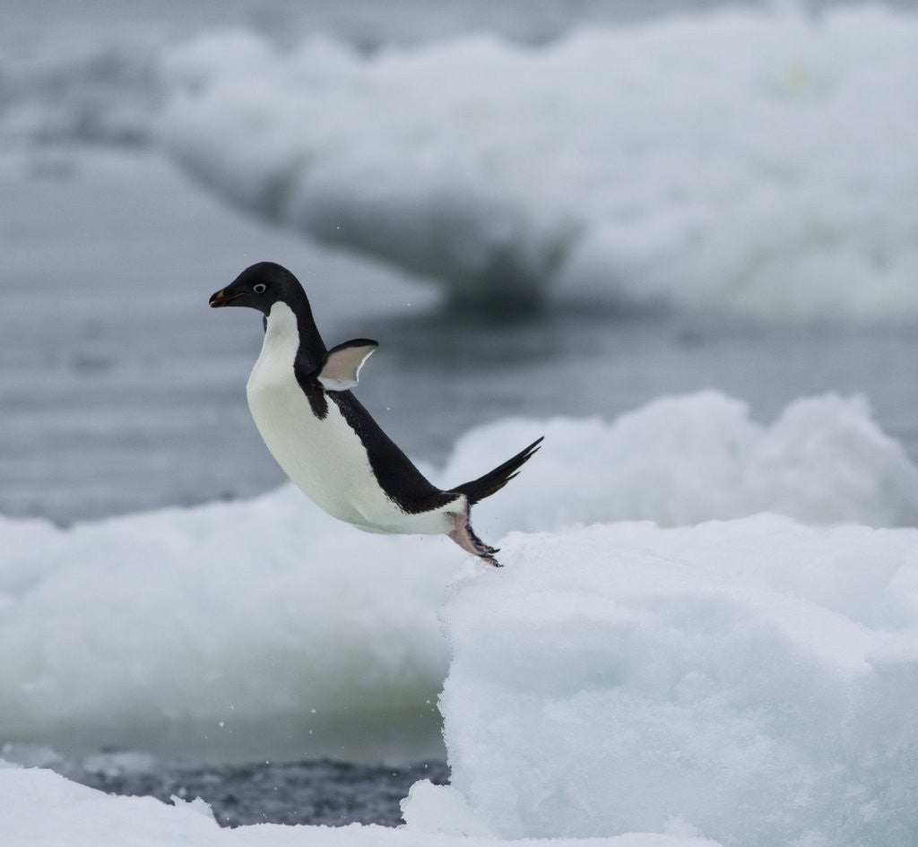 Detail of Adelie Penguin Dive by Anonymous