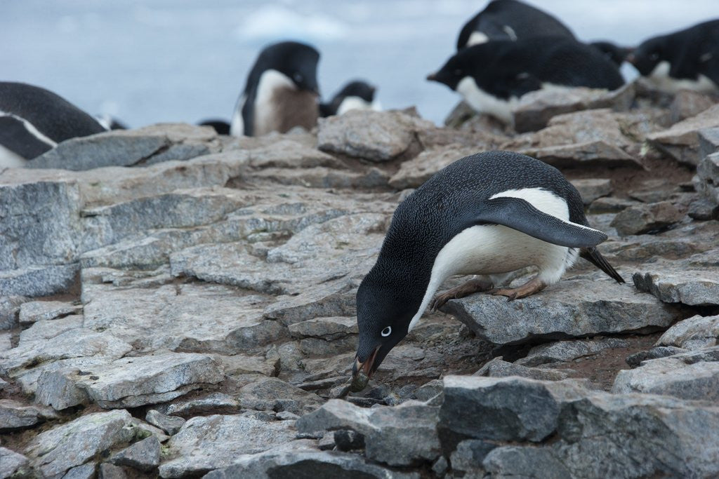 Detail of Adelie Penguin Gathering a Pebble by Corbis