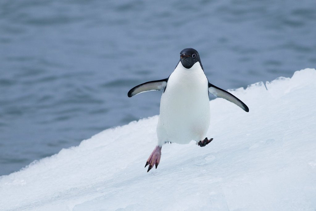 Detail of Adelie Penguin by Anonymous