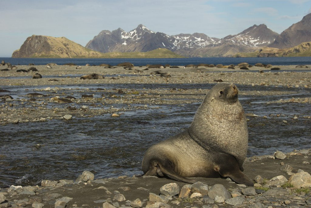 Detail of Antarctic Fur Seal at Haul-out by Anonymous