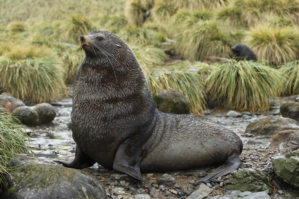 Detail of Antarctic Fur Seal at Haul-out by Anonymous