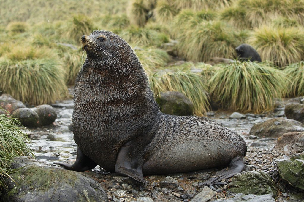 Detail of Antarctic Fur Seal at Haul-out by Corbis