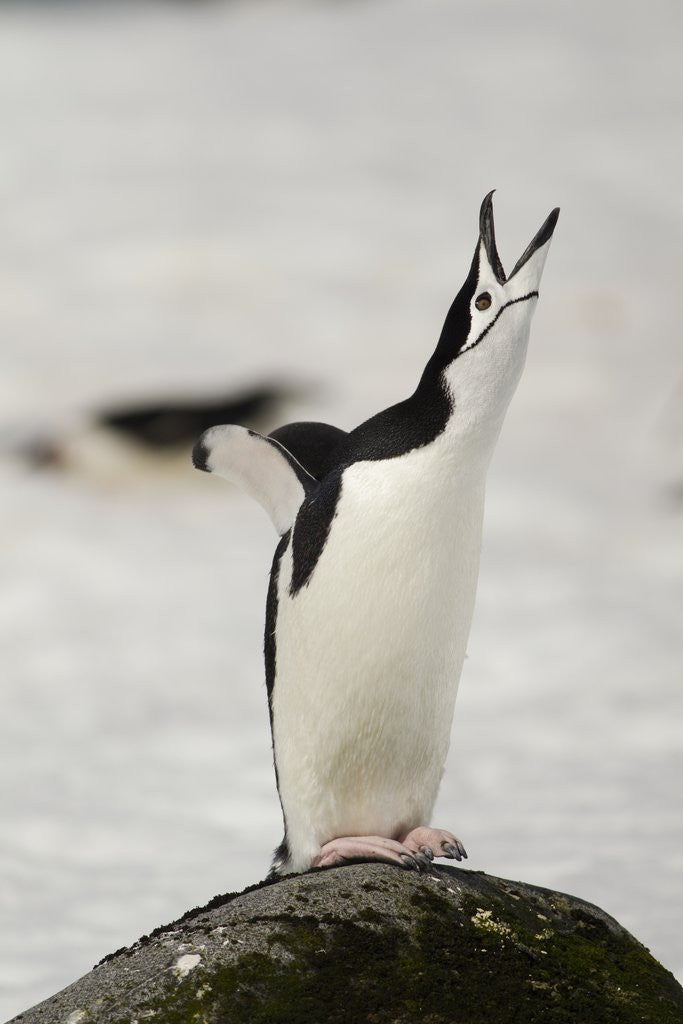 Detail of Chinstrap Penguin Calling by Anonymous
