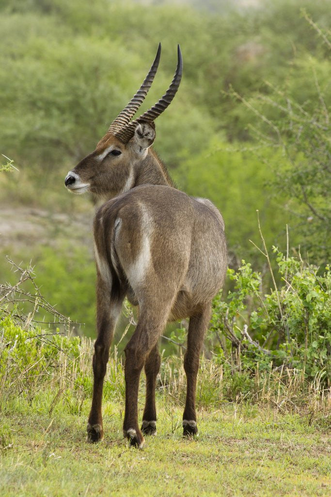Detail of Common Waterbuck Grazing by Anonymous