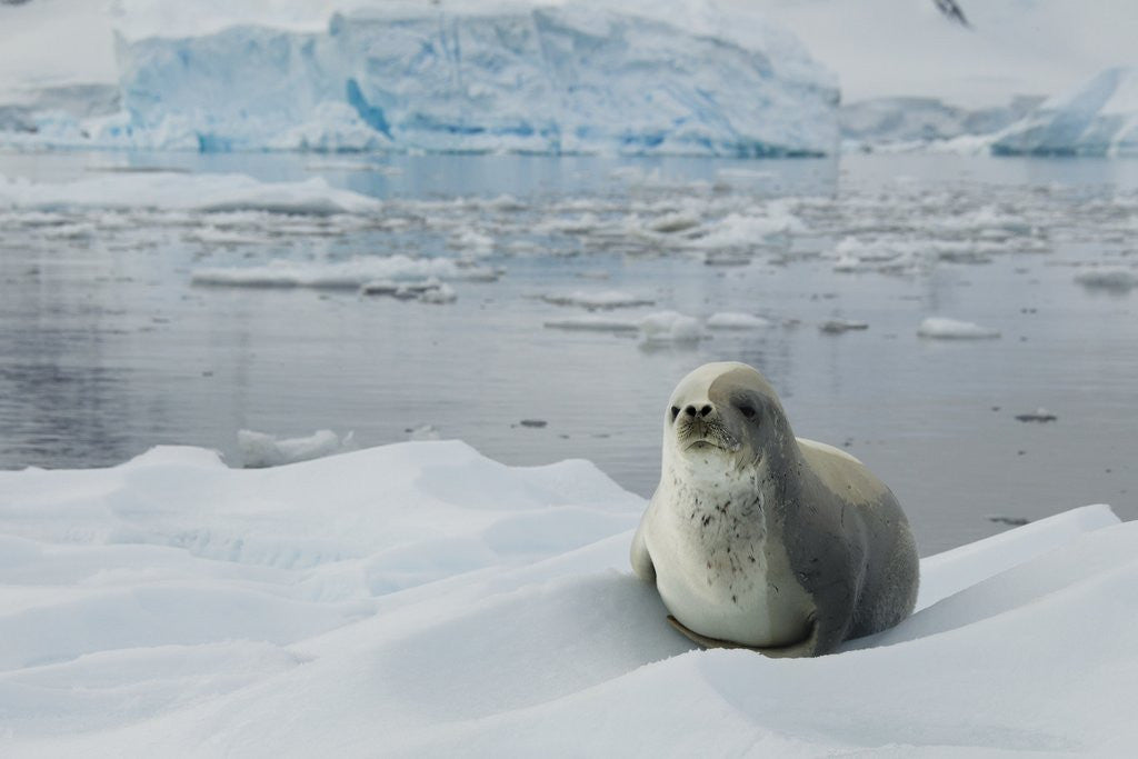 Detail of Crabeater Seal on Ice by Anonymous