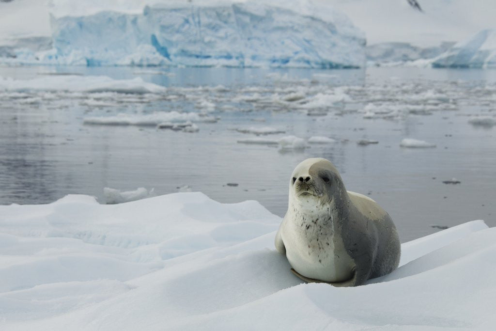 Detail of Crabeater Seal on Ice by Corbis