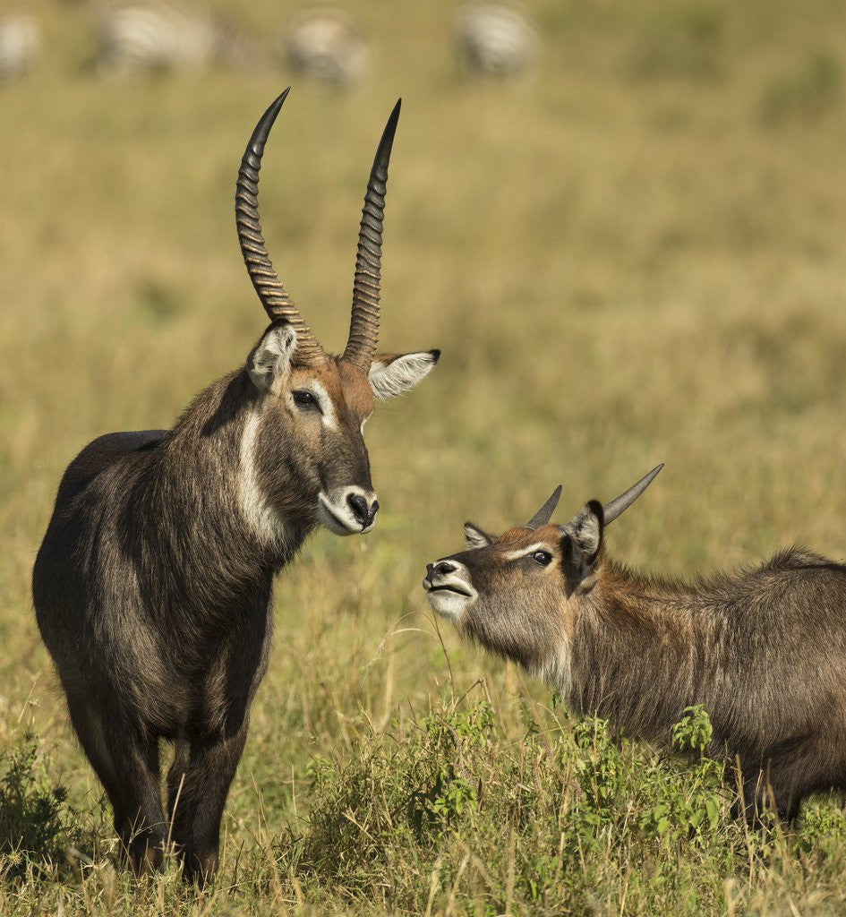 Detail of Defassa Waterbuck Pair by Anonymous