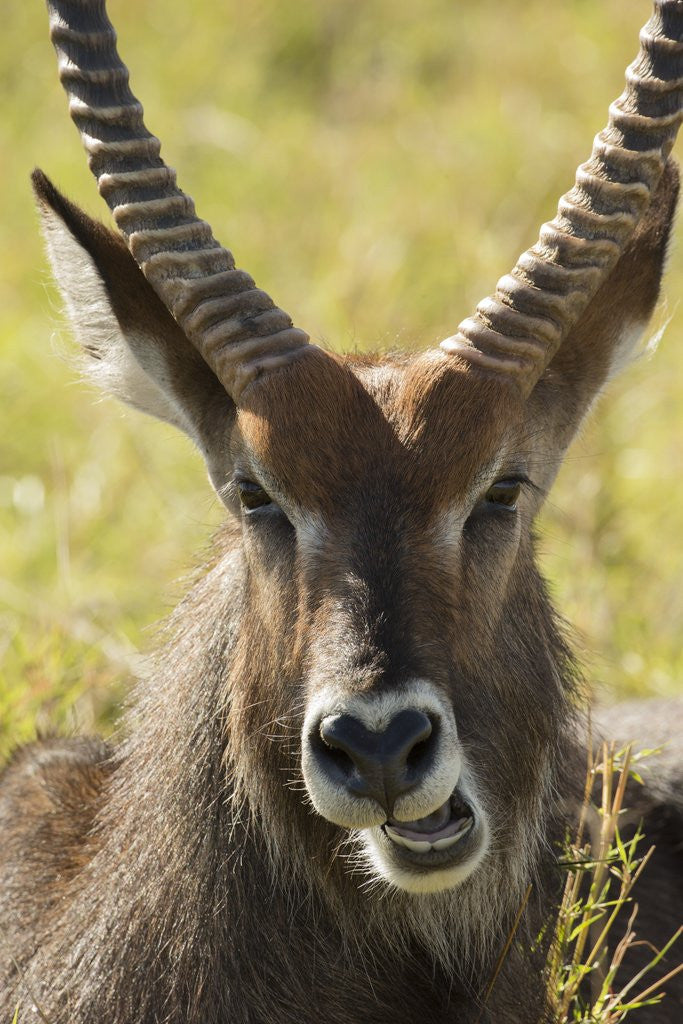 Detail of Defassa Waterbuck Face Detail by Anonymous