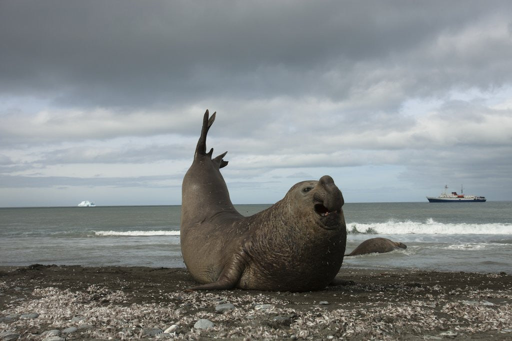 Detail of Southern Elephant Seal by Anonymous