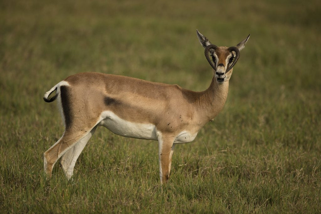 Detail of Grant's Gazelle Heart-shaped Horns by Anonymous
