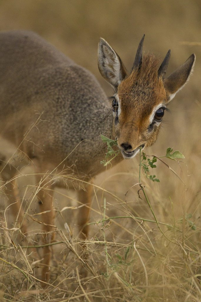 Detail of Kirk's Dik-dik Browsing by Anonymous
